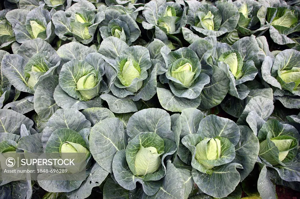 Pointed sweetheart cabbage growing on a field, Germany, Europe