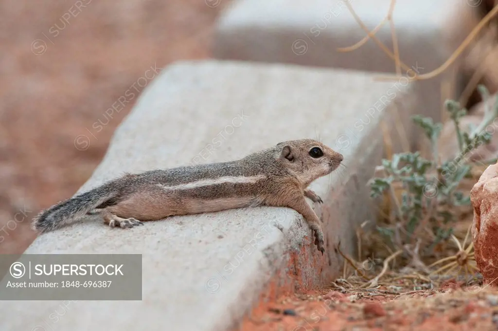 Harris's antelope squirrel (Ammospermophilus harrisii), Valley of Fire State Park, Nevada, USA