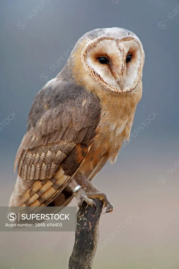 Barn Owl (Tyto alba), in captivity, Czech Republic, Europe