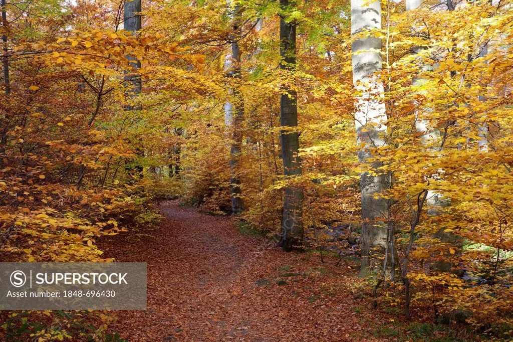 Heinrich-Heine hiking trail in autumn, Ilsetal valley, Ilsenburg, Harz region, National Park Harz, Saxony-Anhalt, Germany, Europe, PublicGround