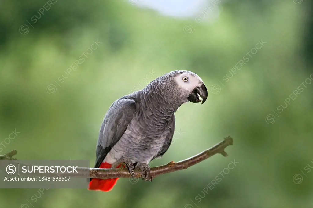 African Grey Parrot (Psittacus erithacus), Africa