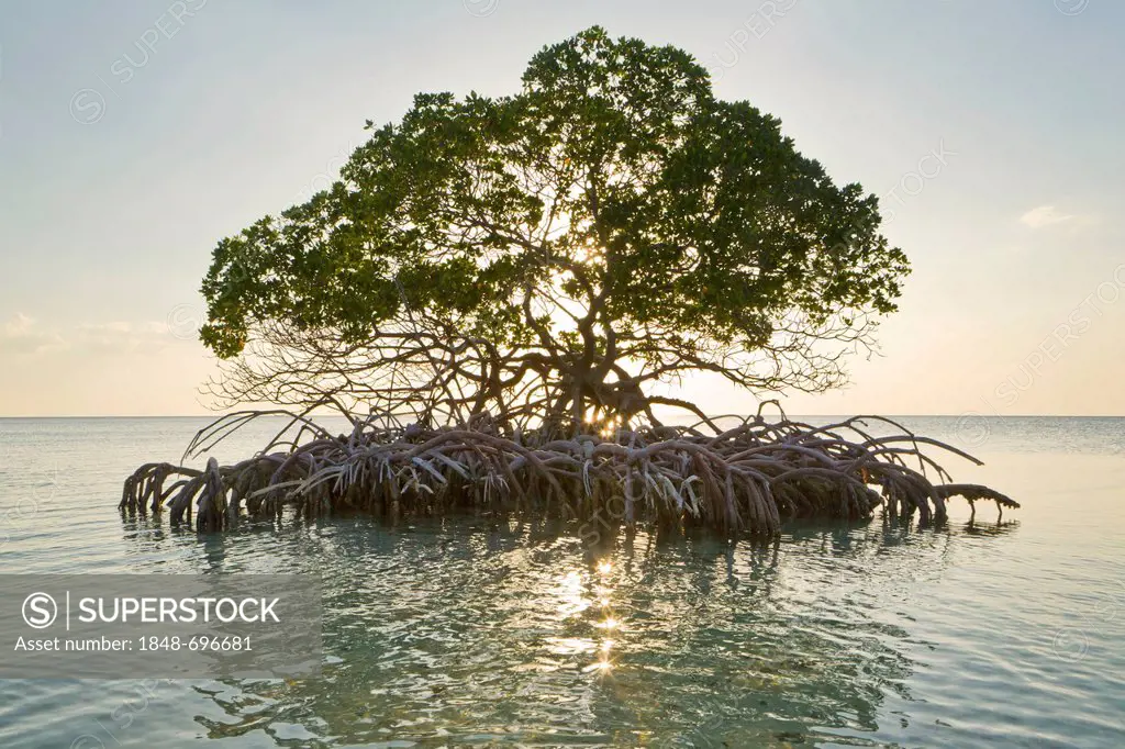 Mangrove tree off the beach on the island of Cayo Levisa, Cuba, Central America