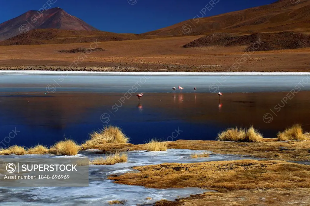 Flamingos (Phoenicopterus sp.) on frozen lagoon, High Andes, Altiplano, Potosi, Uyuni, Bolivia, South America