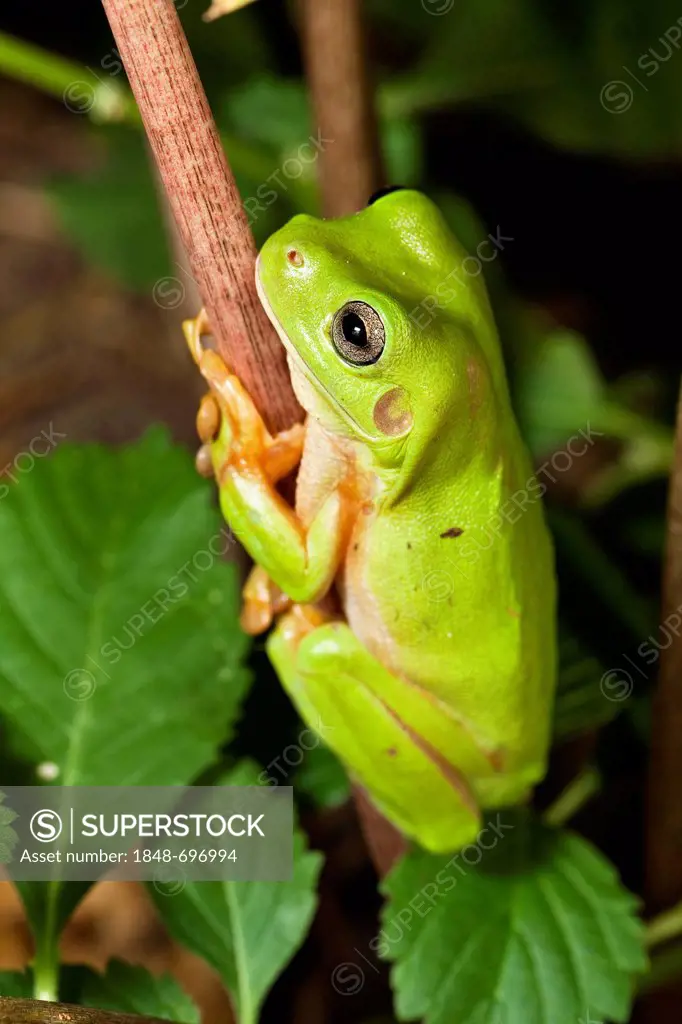 Common Green Tree Frog (Litoria caerulea), rainforest, Iron Range National Park, Cape York Peninsula, northern Queensland, Australia