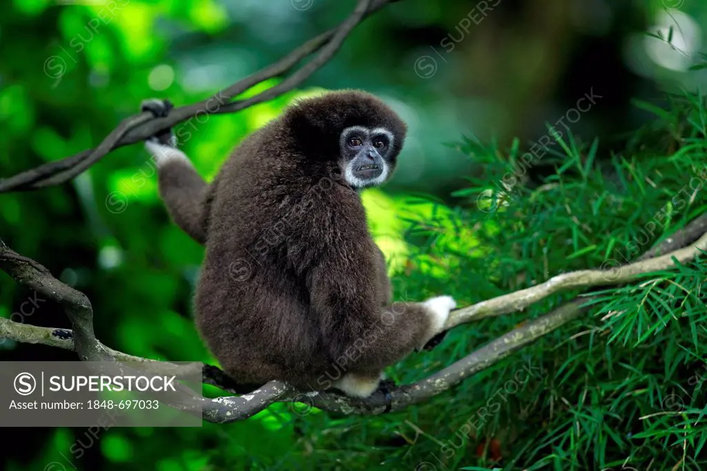 Lar gibbon or White-handed gibbon (Hylobates lar), adult on tree, Singapore, Southeast Asia