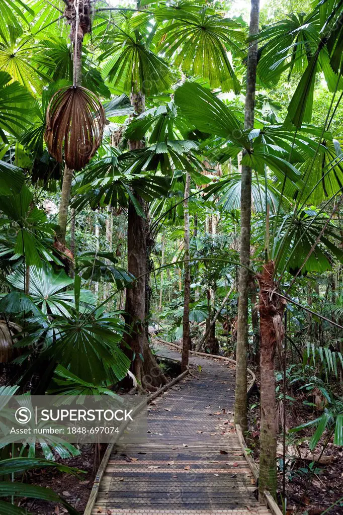 Trail with Australian Fan Palms (Licuala ramsayi) in the rainforest, Marrdja Boardwalk, Daintree National Park, northern Queensland, Australia