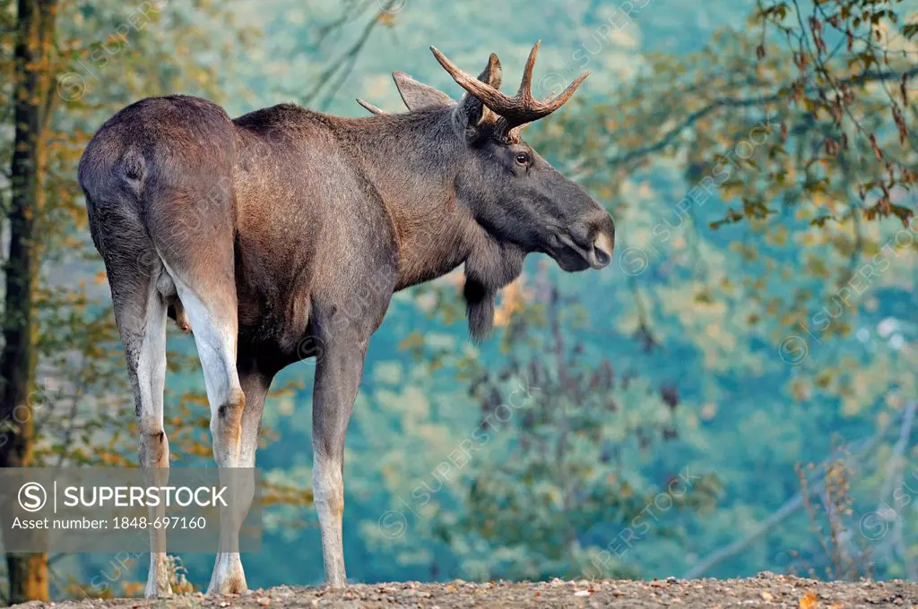 Eurasian Elk (Alces alces alces), bull, in captivity, North Rhine-Westphalia, Germany, Europe
