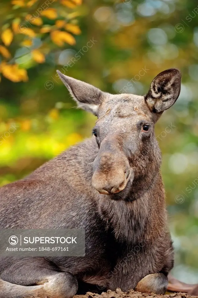 Eurasian Elk (Alces alces alces), cow in autumn, in captivity, North Rhine-Westphalia, Germany, Europe