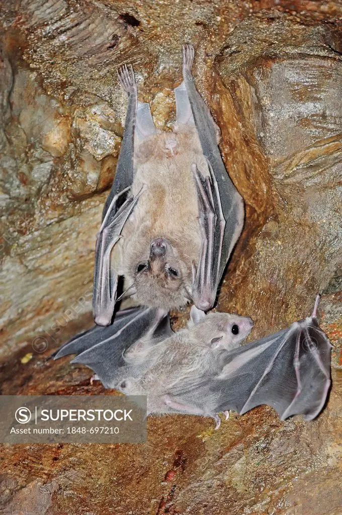 Egyptian Fruit Bat or Egyptian Rousette (Rousettus aegyptiacus) with juvenile, native to Africa and the Arabian peninsula, in captivity, Germany, Euro...