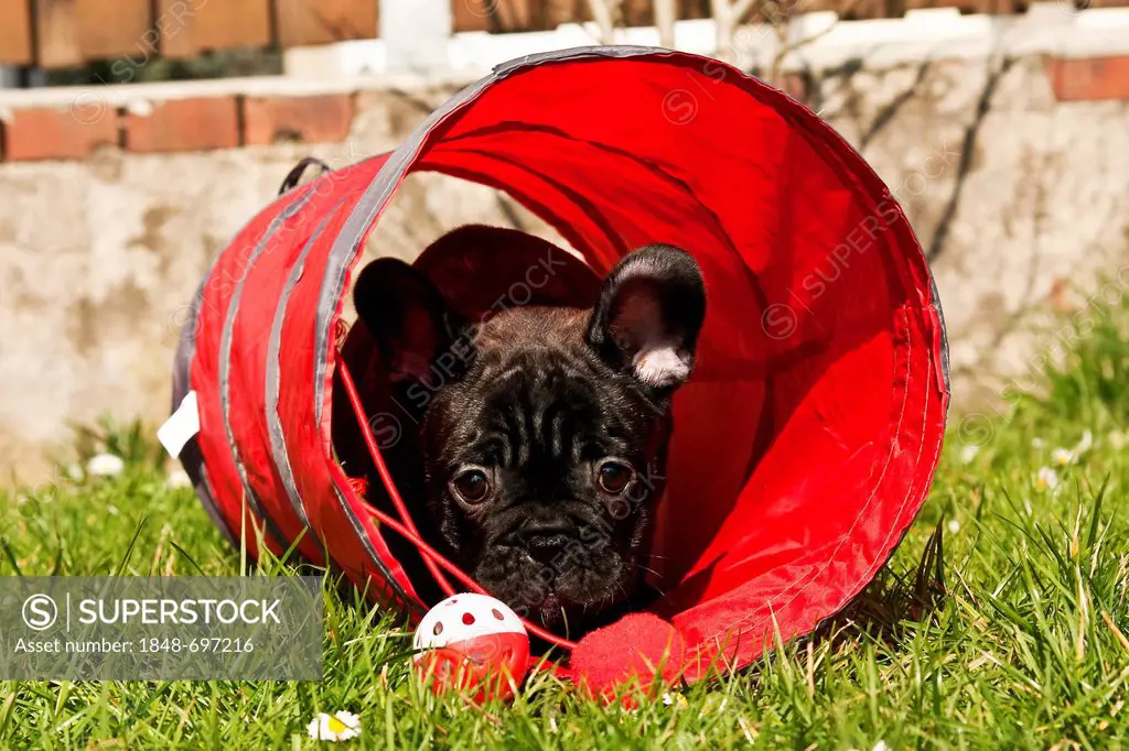 French Bulldog puppy playing in a tunnel