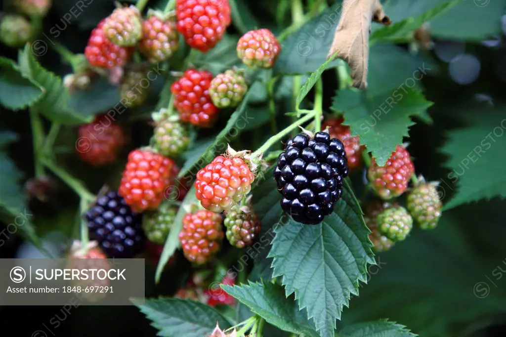 Blackberries (Rubus sectio Rubus), growing on a vine in various stages of ripeness, Germany, Europe