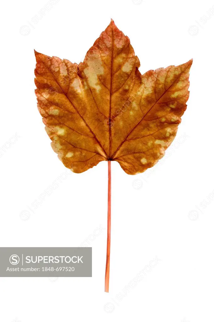 Vine leaf, Japanese creeper, Boston ivy, Grape ivy, or Japanese ivy (Parthenocissus tricuspidata), autumn leaf turning brown