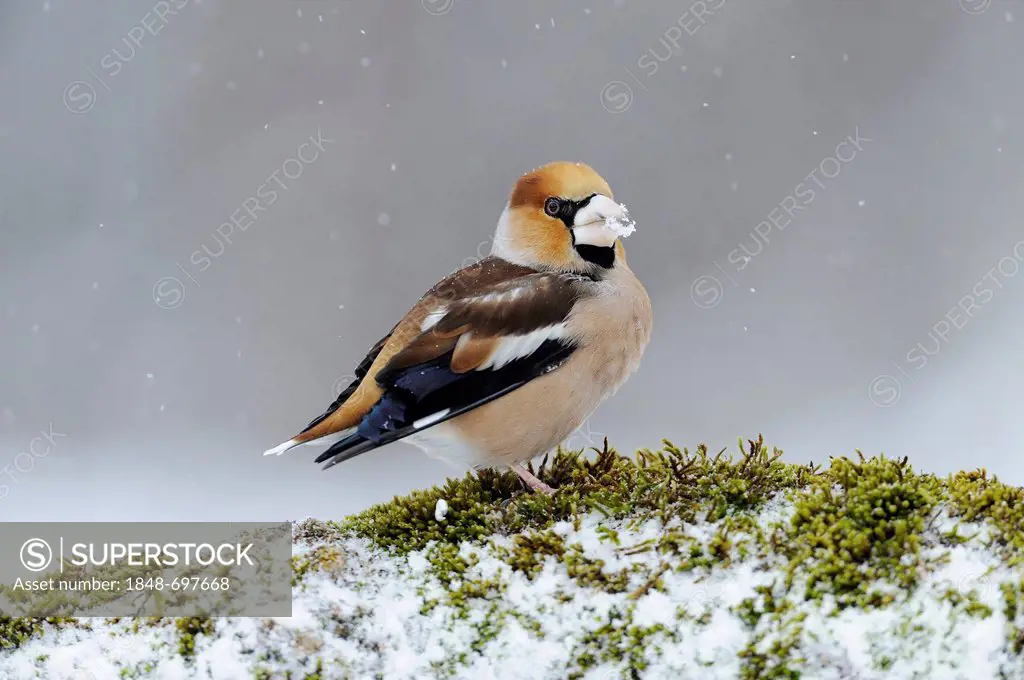 Hawfinch (Coccothraustes coccothraustes), during snowfall, Bulgaria, Europe