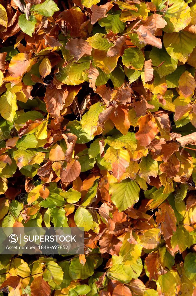 Autumnal beech hedge, European Beech or Common Beech (Fagus sylvatica), Borken, Muensterland, North Rhine-Westphalia, Germany, Europe, PublicGround