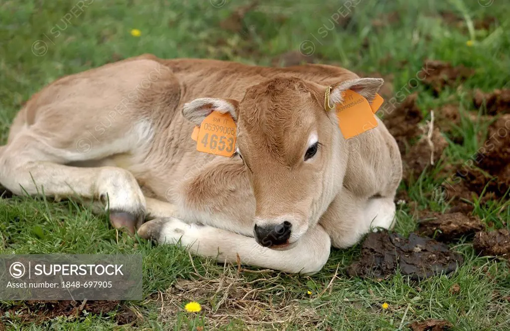 Maremma cattle, calf, Parco Regionale della Maremma, Maremma Nature Park near Alberese, Grosseto Province, Tuscany, Italy, Europe