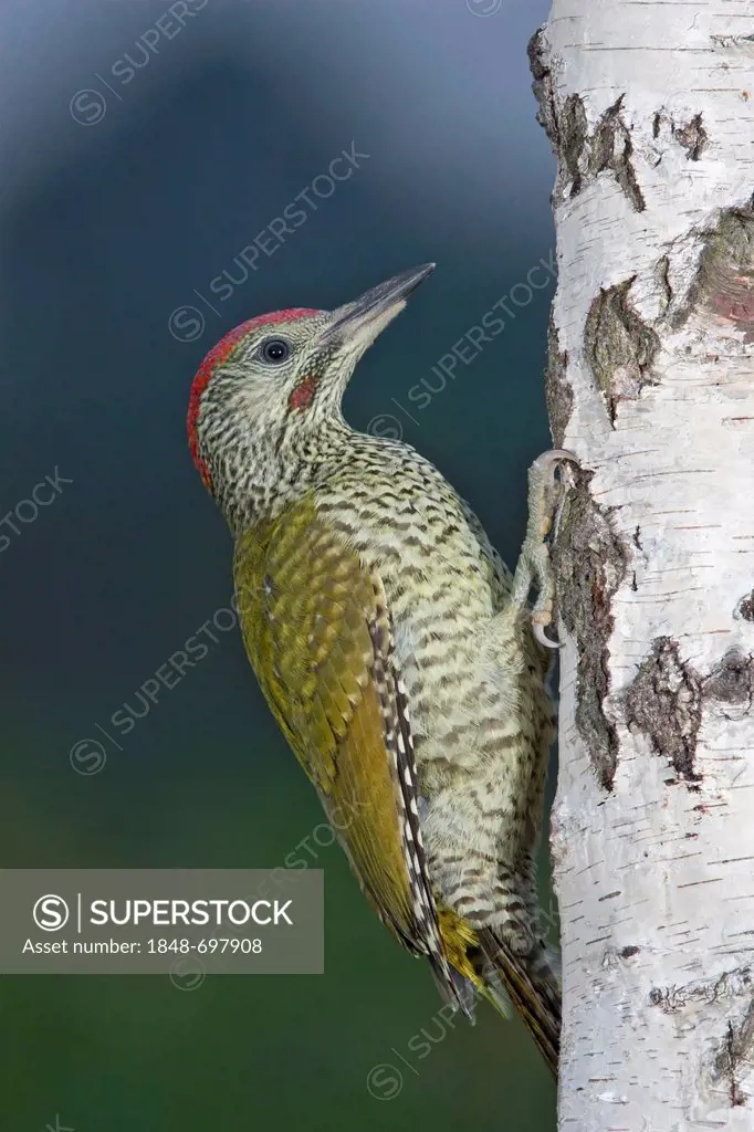 Green woodpecker (Picus viridis), male, perching on tree, south east England, United Kingdom, Europe
