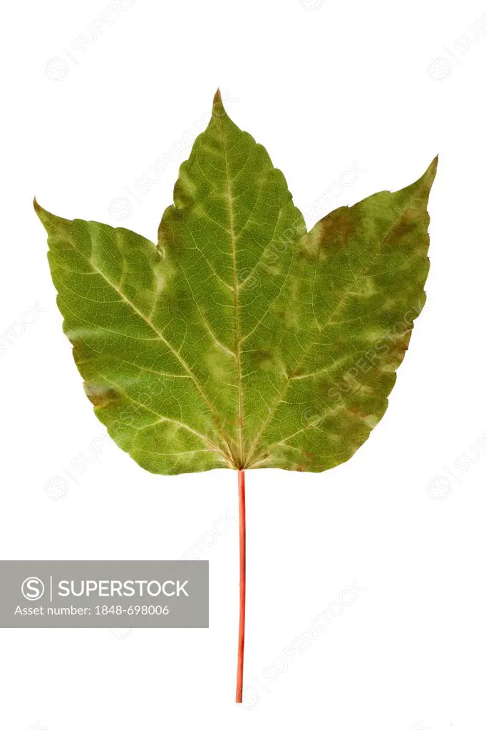 Vine leaf, Japanese creeper, Boston ivy, Grape ivy, or Japanese ivy (Parthenocissus tricuspidata), green leaf