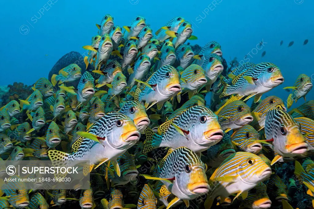 Shoal of Oriental Sweetlips (Plectorhinchus vittatus) and Ribboned Sweetlips (Plectorhinchus polytaenia) swimming above a coral reef, Great Barrier Re...