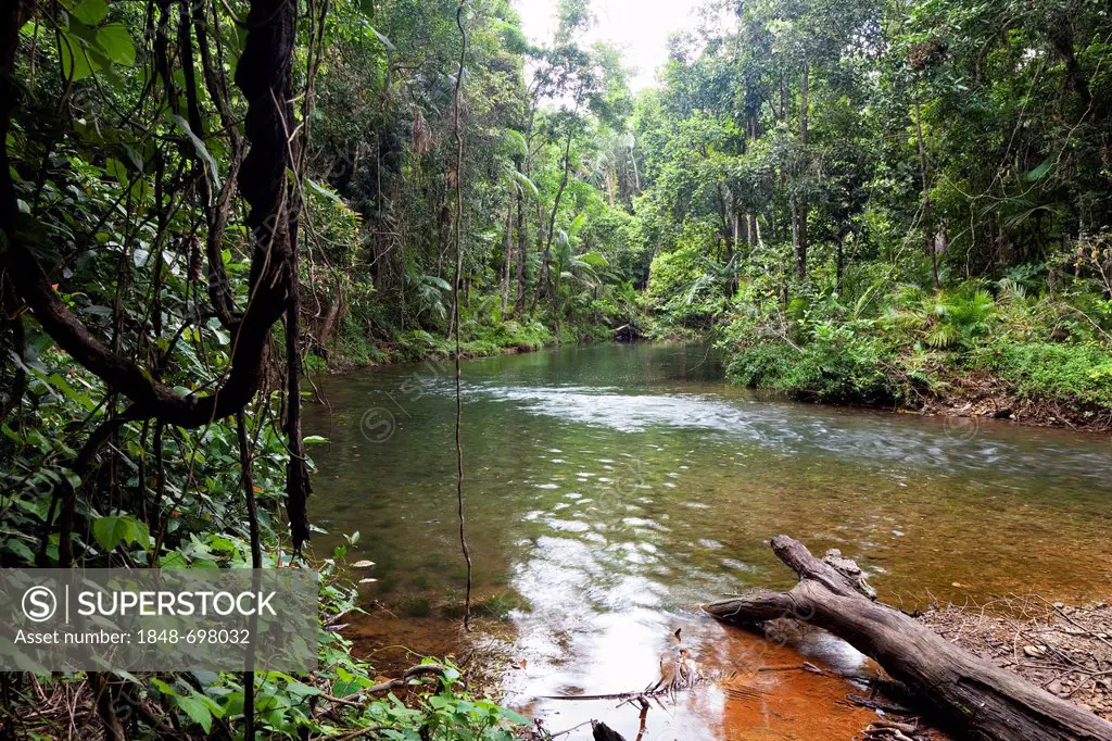 Stream in the rainforest, Hutchinson Creek, Daintree National Park, northern Queensland, Australia