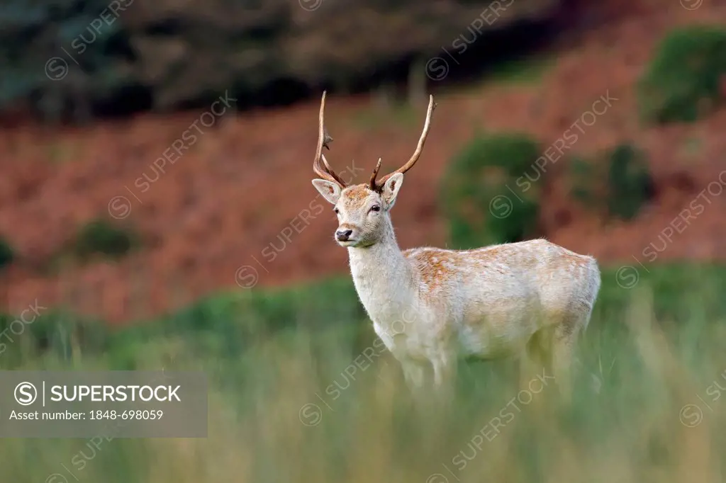 Fallow deer (Dama dama), buck in grass, south Wales, United Kingdom, Europe