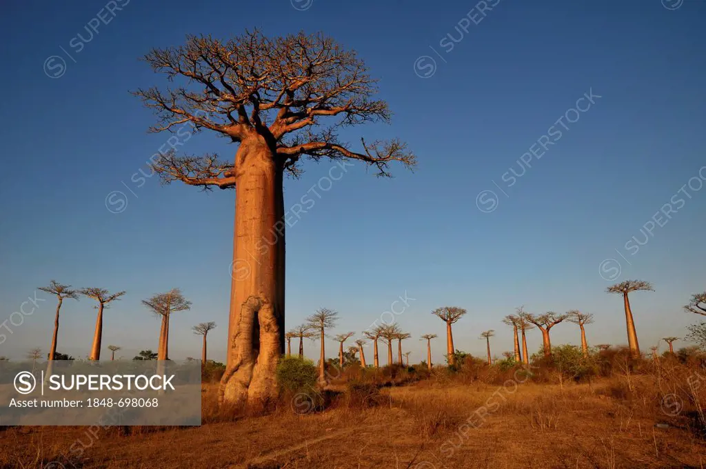 African Baobab tree (baobab), baobab-forest near Morondava on the west coast of Madagascar, Africa