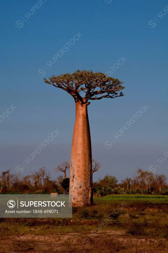 African Baobab tree (baobab), near Morondava on the west coast of Madagascar, Africa