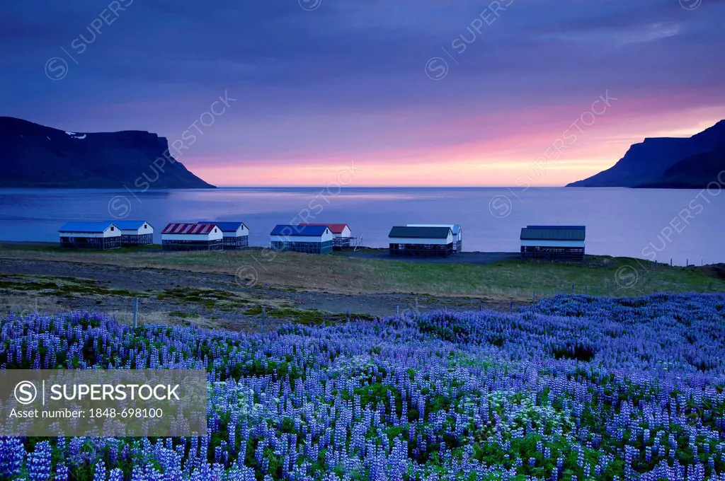 Violet Nootka Lupine (Lupinus nootkatensis), fish drying huts, sunset at the village of Þingeyri, Thingeyri, Dýrafjoerður Fjord, Dyrafjoerdur, Westfjo...
