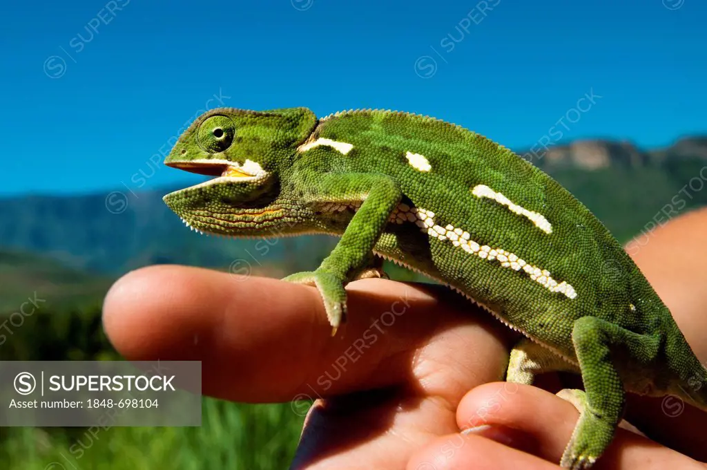 Flap-necked Chameleon (Chamaeleonidae) sitting on a hand, Royal Natal National Park, Drakensberge mountains, KwaZulu-Natal, South Africa, Africa