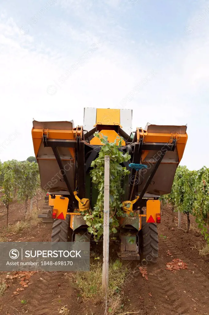 Mechanical harvester harvesting grapes, Frascati, Italy, Europe