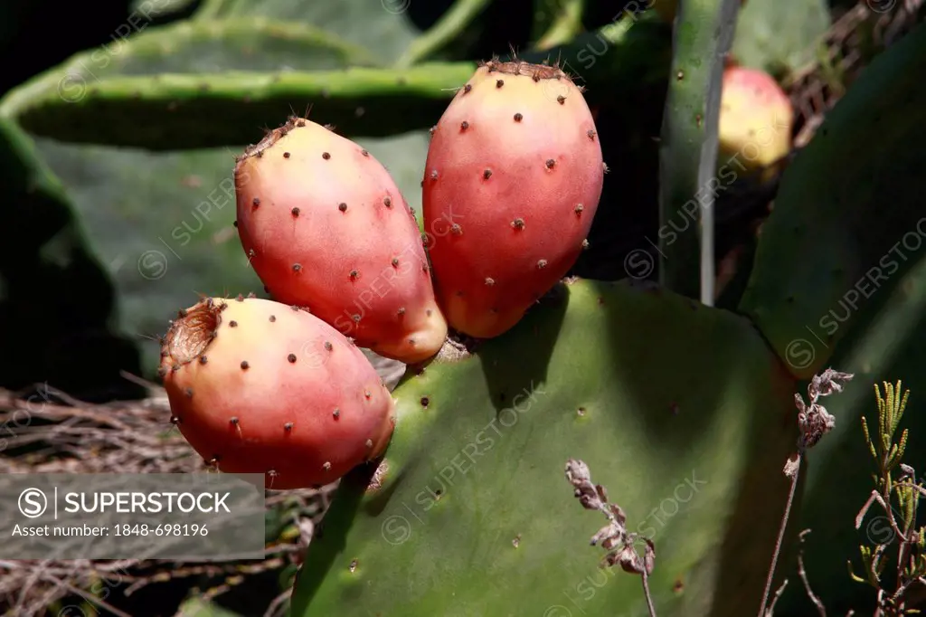 Prickly pear (Opuntia sp.), Ibiza, Spain, Europe