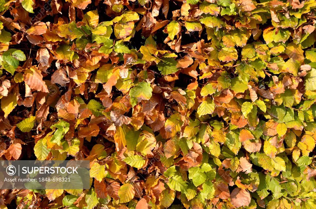 Autumnal beech hedge, European Beech or Common Beech (Fagus sylvatica), Borken, Muensterland, North Rhine-Westphalia, Germany, Europe, PublicGround
