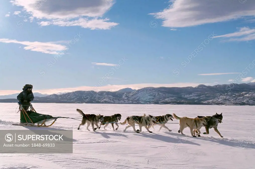 Dog team / dog sled with musher, frozen Lake Laberge, Yukon Territory, Canada