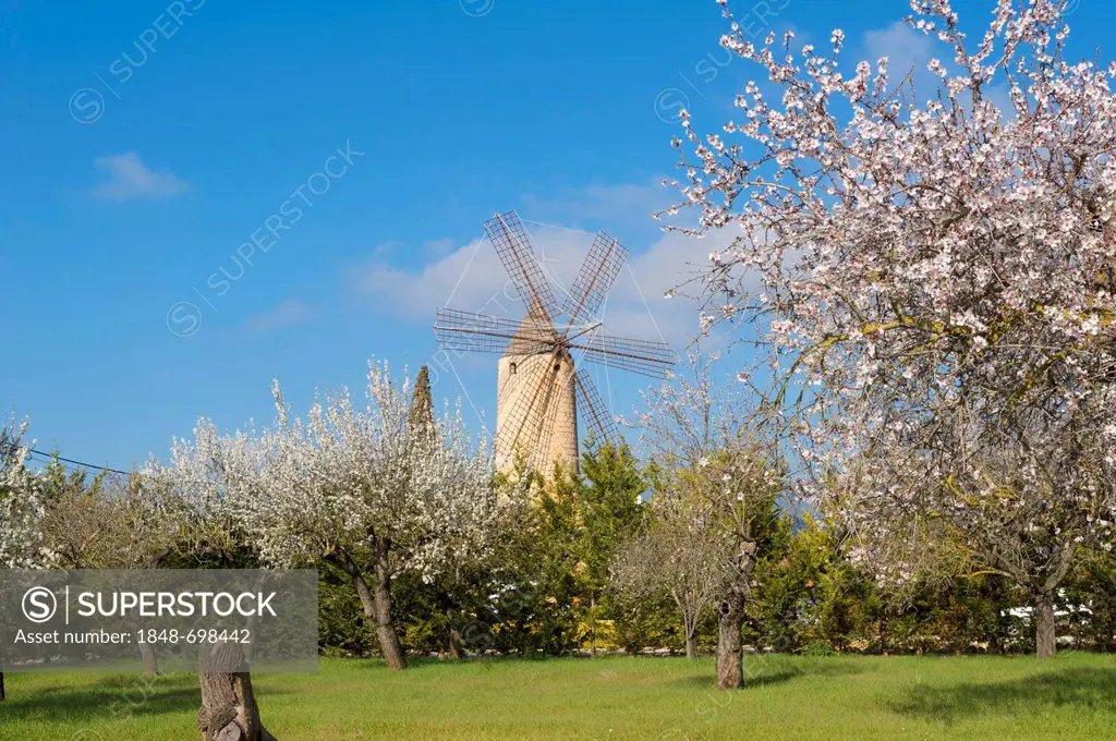 Blossoming almond trees and windmill in Santa Maria del Cami, Majorca, Balearic Islands, Spain, Europe