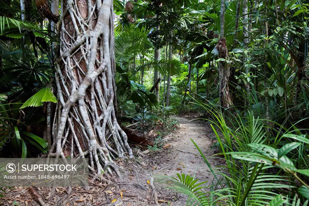 Hiking trail in a rainforest with a Strangler Fig (Ficus virens), Mission Beach, Queensland, Australia