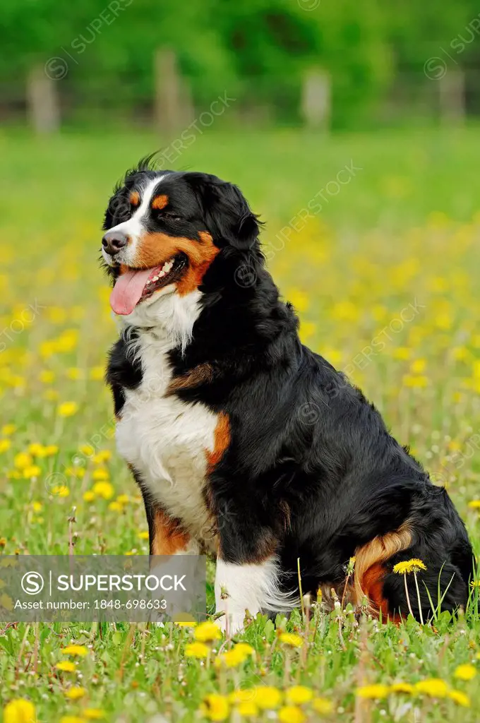 Bernese Mountain Dog (Canis lupus familiaris) on a meadow