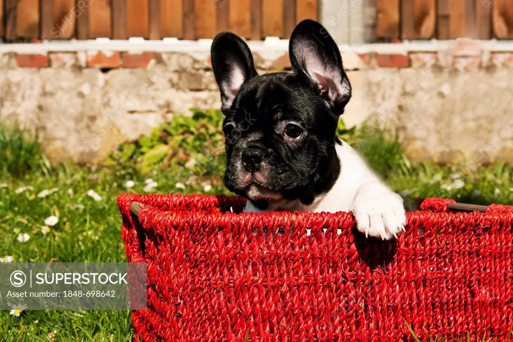 French Bulldog puppy sitting in a red basket