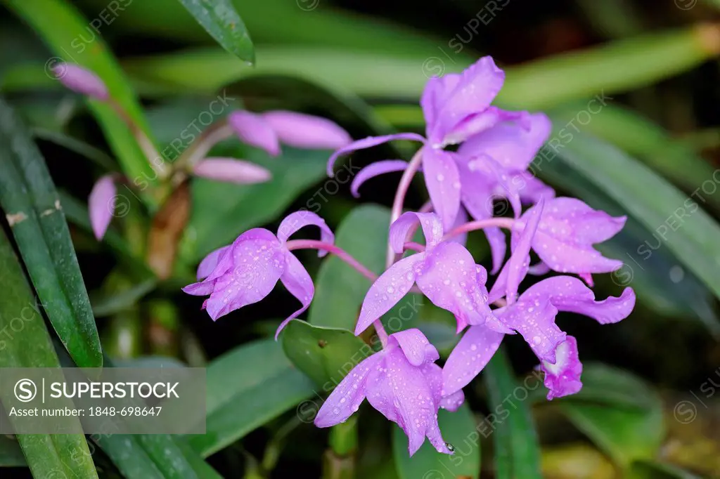 Skinner's Cattleya Orchid (Cattleya skinneri), rarity, Central America