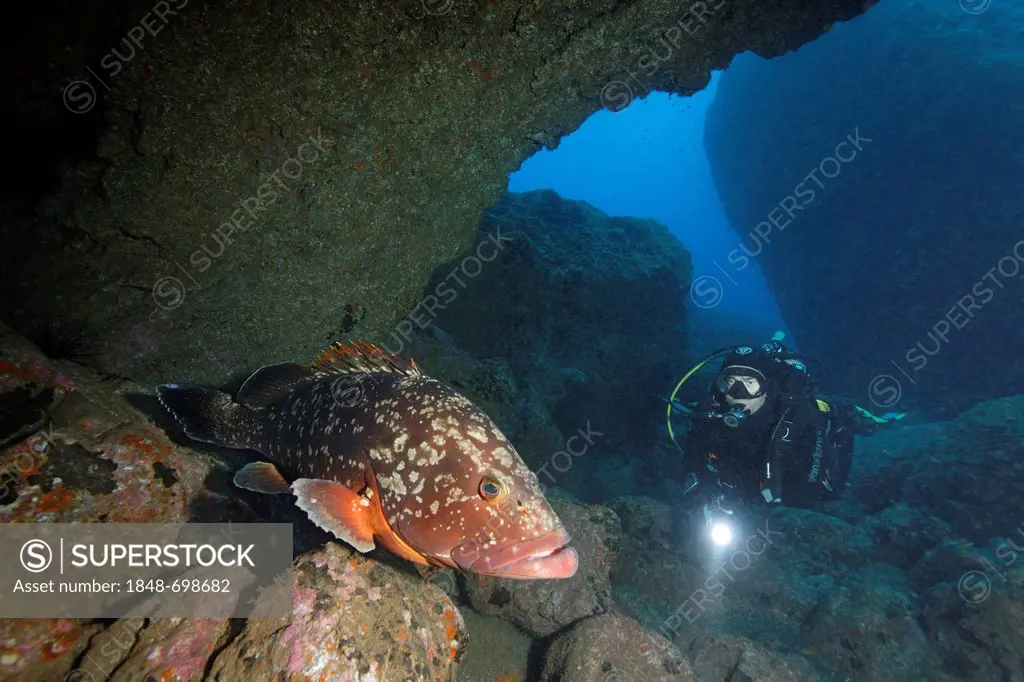Diver watching a Dusky Grouper (Epinephelus marginatus), between rocks, Madeira, Portugal, Europe, Atlantic Ocean