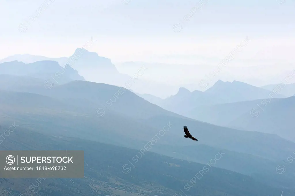 Eagle in flight over the Parc National des Pyrénées, Aragon, Spain, Europe, PublicGround