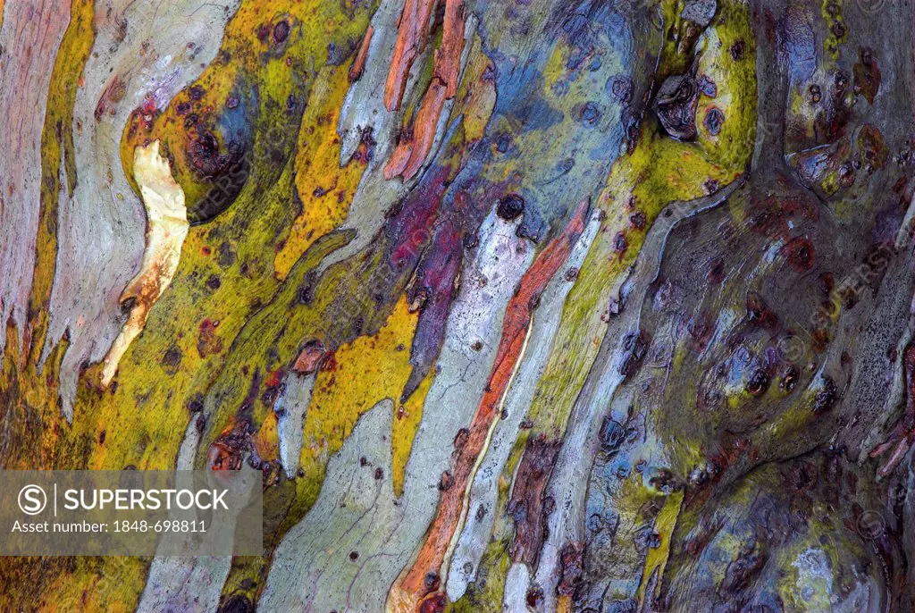 Snow Gum (Eucalyptus pauciflora) bark, Snowy Mountains, Kosciuszko National Park, New South Wales, Australia