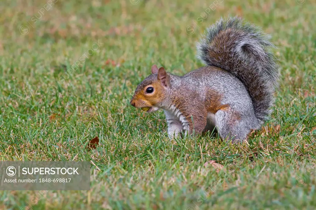 Gray squirrel (Sciurius carolinensis), in grass, south east England, United Kingdom, Europe
