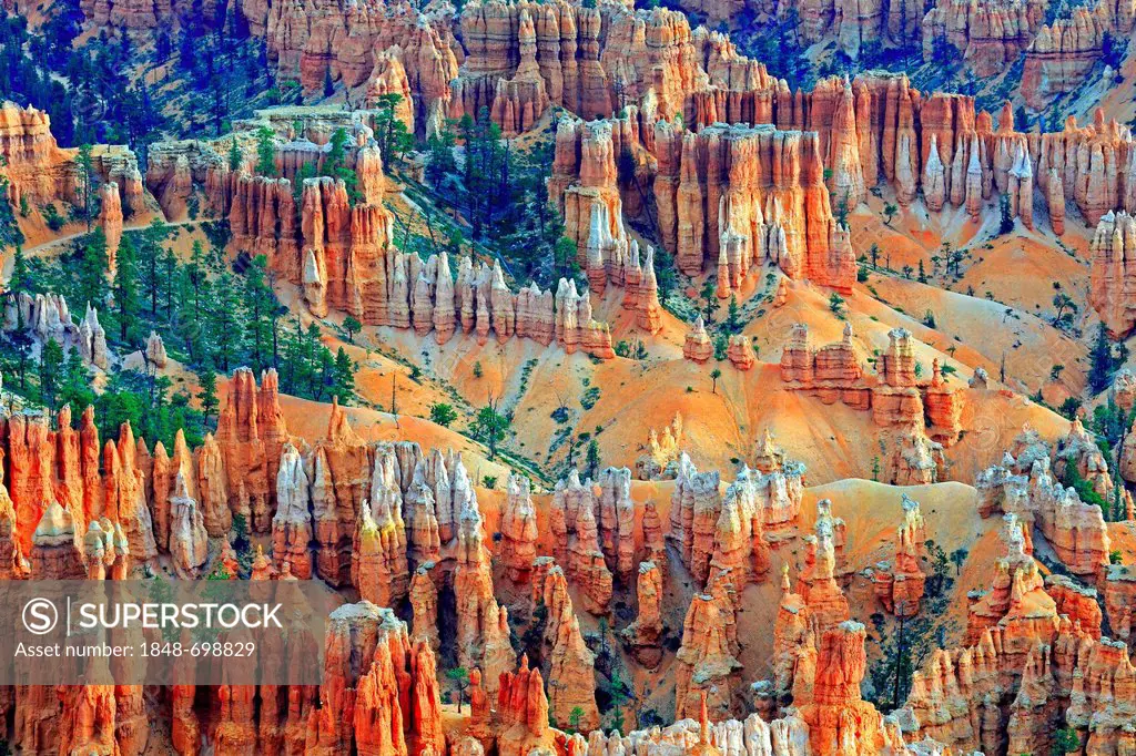 Rock formations and hoodoos, Bryce Canyon in the morning light, Bryce Canyon, Utah, USA