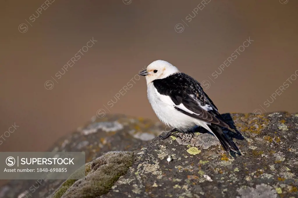 Snow Bunting (Plectrophenax nivalis), male, Iceland, Europe
