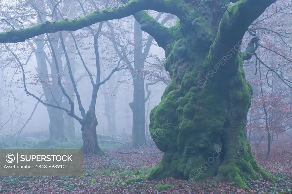 Beech forest, Beech trees (Fagus sylvatica) in the mist, Tinner Loh, Haren, Emsland, Lower Saxony, Germany, Europe