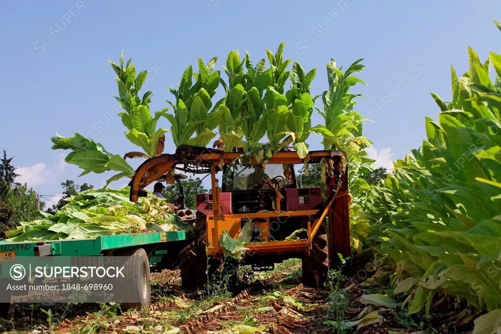 Tobacco growing in Quercy, Lot, France, Europe