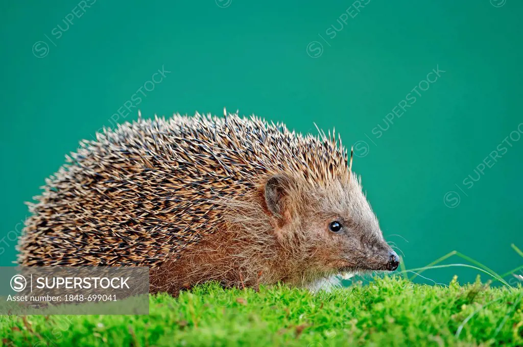 European Hedgehog (Erinaceus europaeus), North Rhine-Westphalia, Germany, Europe