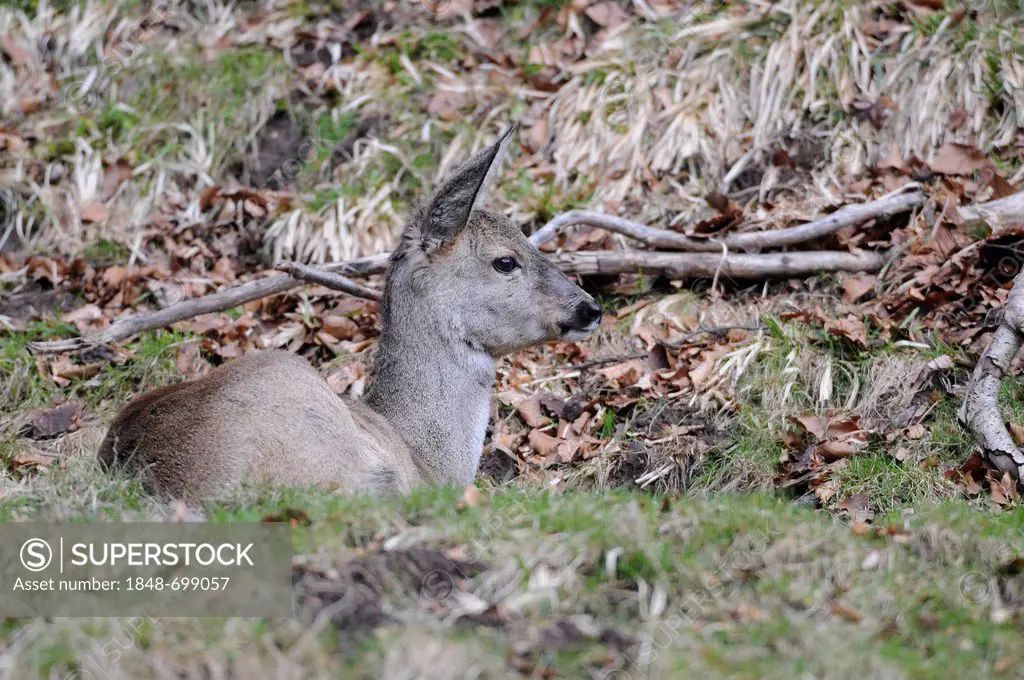European Roe Deer (Capreolus capreolus), resting doe in its winter coat, in an enclosure, Lower Saxony, Germany, Europe, PublicGround