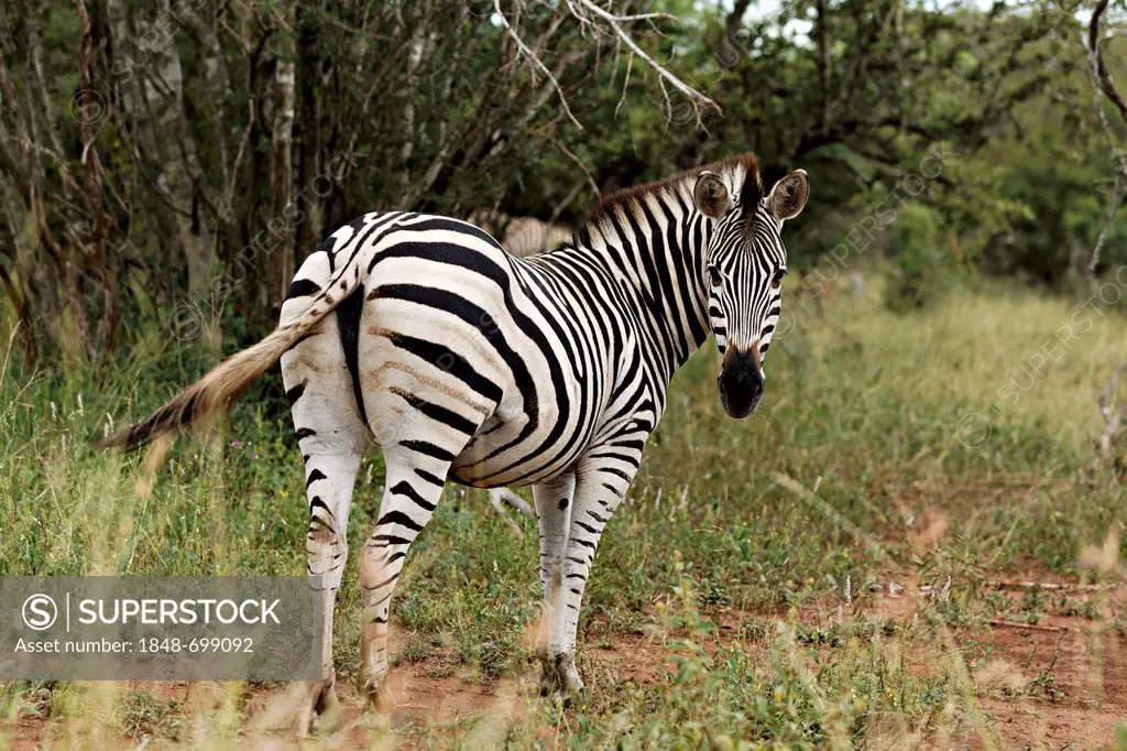 Zebra (Equus quagga), Kruger National Park, South Africa, Africa