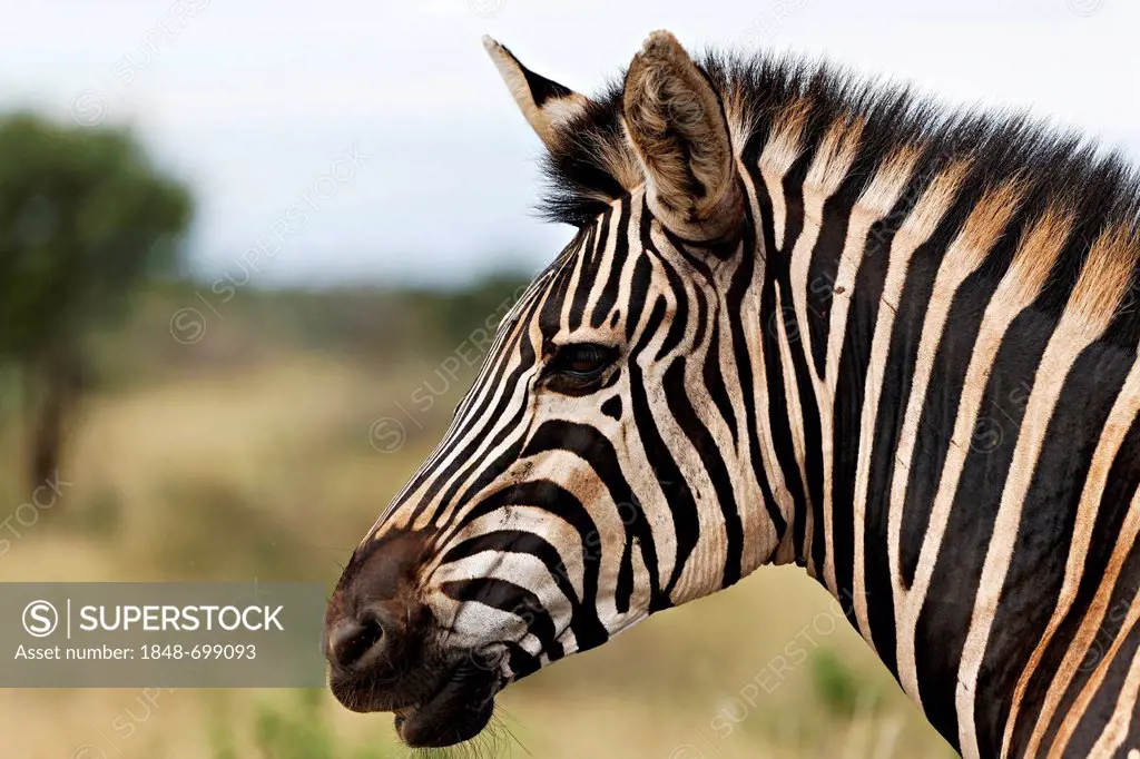 Zebra (Equus quagga), portrait, Kruger National Park, South Africa, Africa