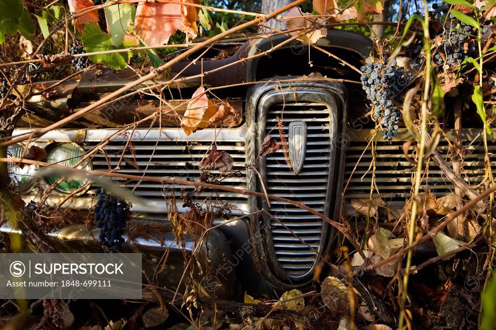 Trees and vines growing through an old rusty limousine, art installation, Hopland, California, USA